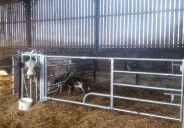 Bó Steel Adjustable 11ft to 15ft (3.35 to 4.6m) Calving Gate