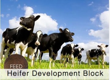Shamrock Heifer Development Block