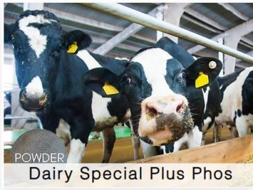 Shamrock Dairy Special Plus Phos