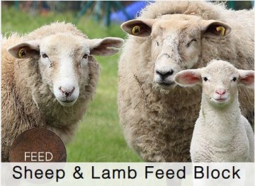 Shamrock Sheep & Lamb Feed Block