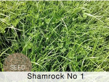 Shamrock No. 1 Grass Seed
