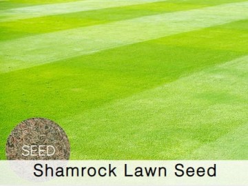 Shamrock Lawn Seed