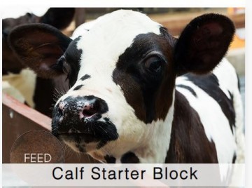 Shamrock Dairy Calf Starter Block