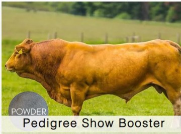 Shamrock Beef Pedigree Show Booster