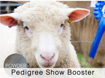 Shamrock Sheep Pedigree Show Booster