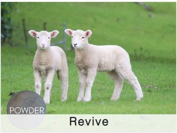 Shamrock Sheep Revive