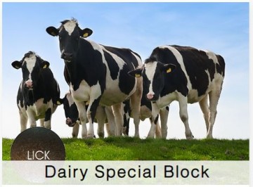 Shamrock Dairy Special Block