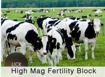 Shamrock Dairy High Mag Fertility Block