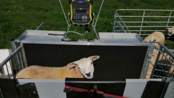 Shepherdsmate Mobile or Yard Digital Sheep Weighing
