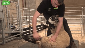 Shepherdsmate Fixed Sheep Handling Unit