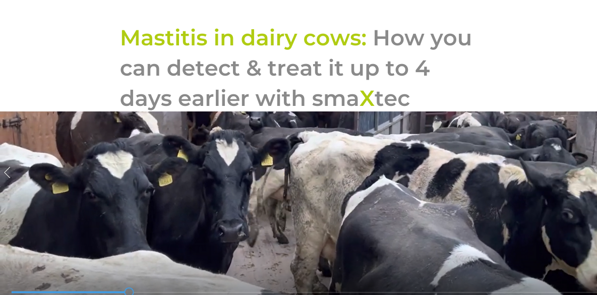 Mastitis in dairy cows: How you can detect & treat it up to 4 days earlier with smaXtec