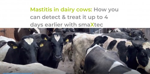 Mastitis in dairy cows: How you can detect & treat it up to 4 days earlier with smaXtec
