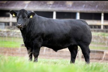 Elite Pedigree Genetics Rawburn E Type