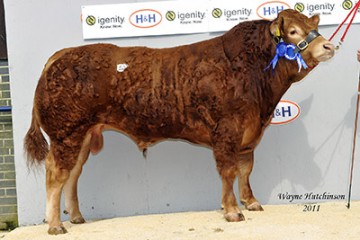 Elite Pedigree Genetics Ampertaine Elgin