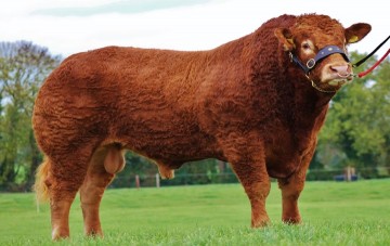 Elite Pedigree Genetics Grangeford Jojo