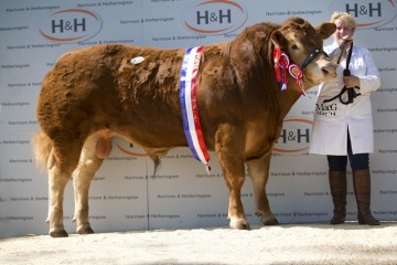 Elite Pedigree Genetics Foxhillfarm Impecabull