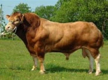 Elite Pedigree Genetics Sympa