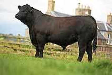 Elite Pedigree Genetics Rawburn Boss Hogg