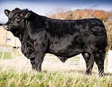 Elite Pedigree Genetics Rawburn Jumbo Eric T627