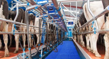 Dairymaster Swiftflo Swing Parlour