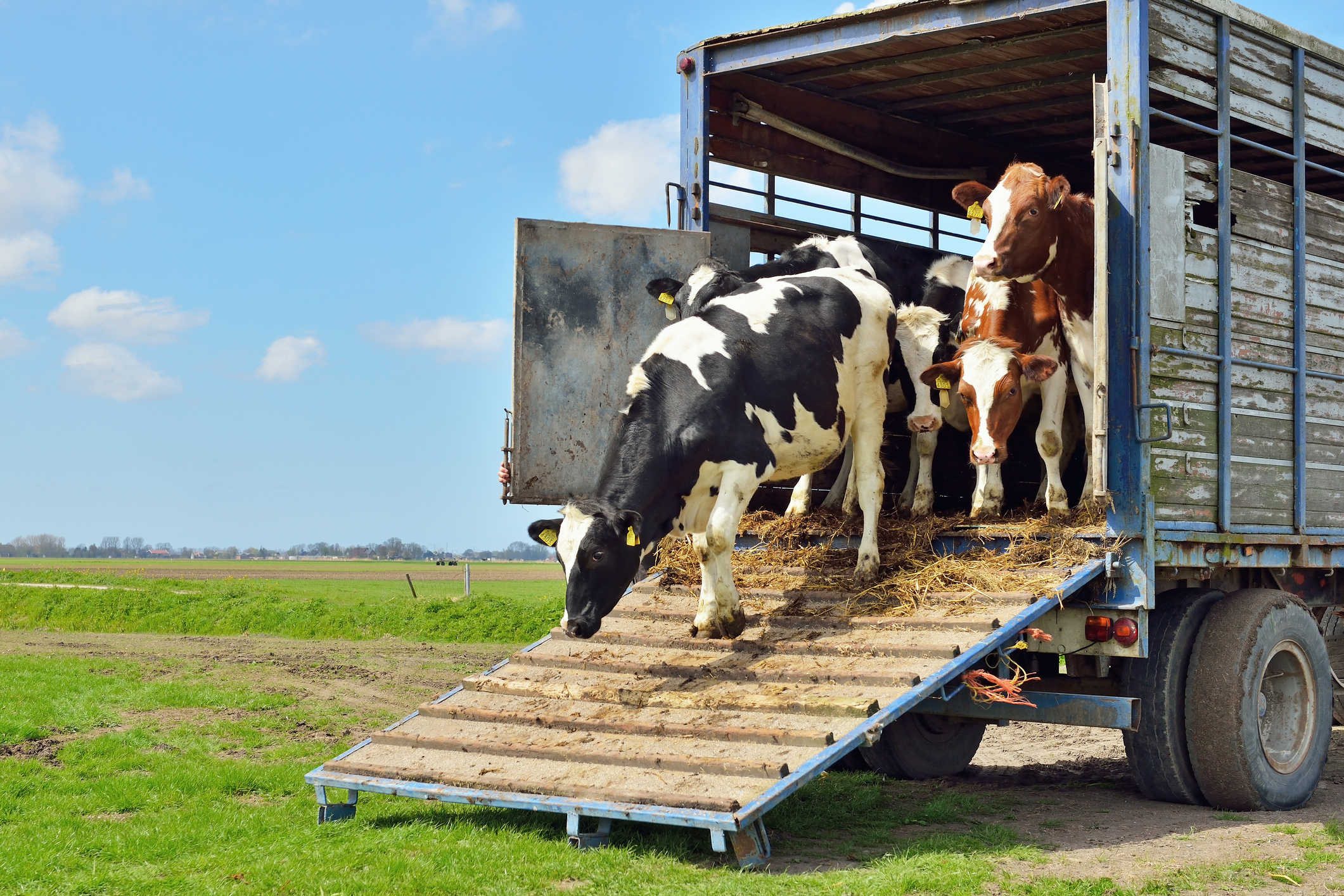 Top Maintenance Tips for Livestock Trailers