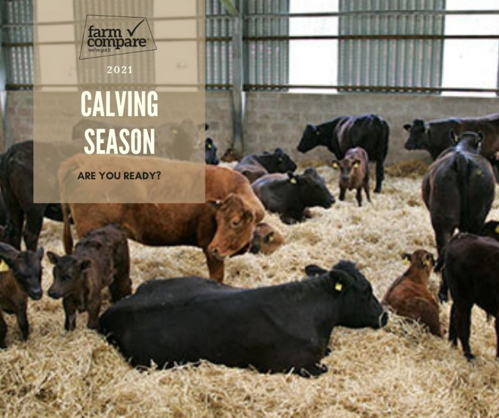 calving season,