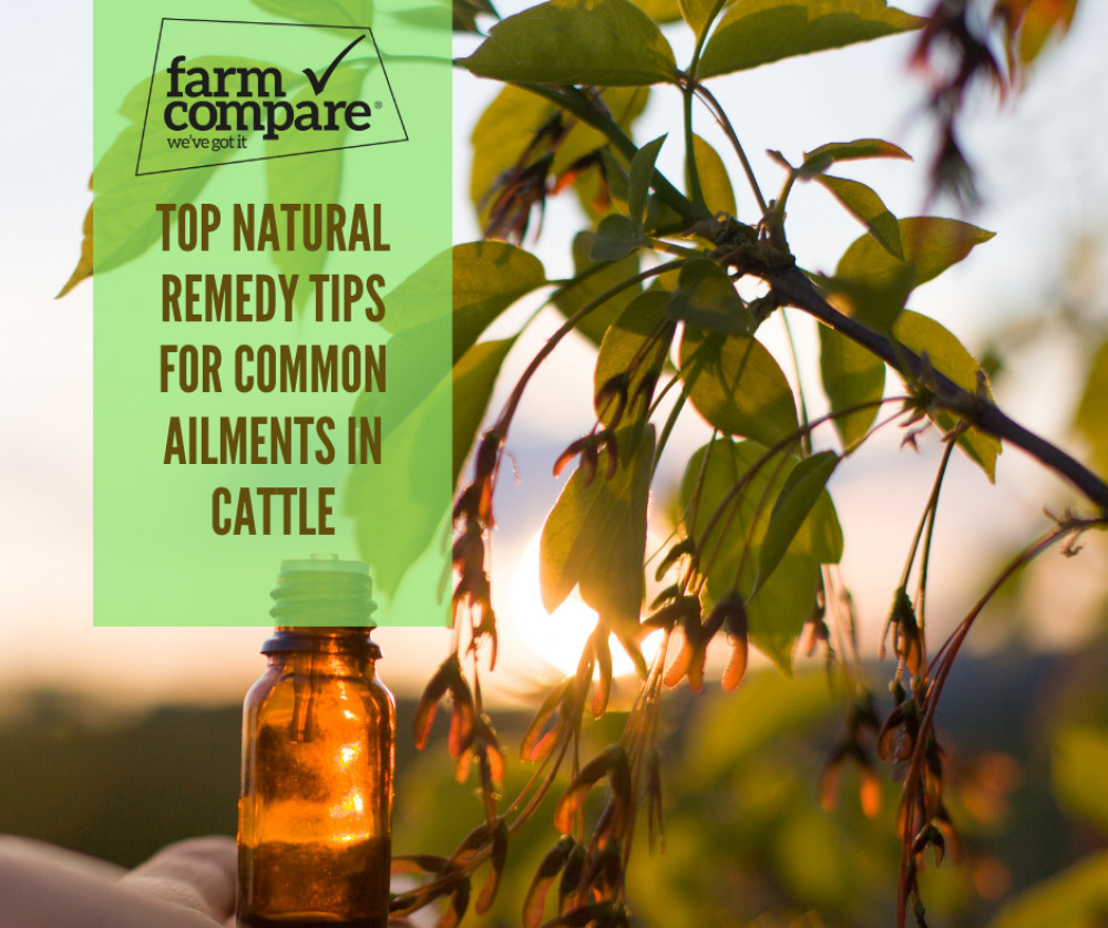 Top natural remedy tips for common ailments in cattle