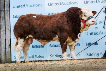 Elite Pedigree Genetics Saltire Impressive