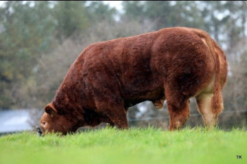 Elite Pedigree Genetics Gerrygullinane Phoenix