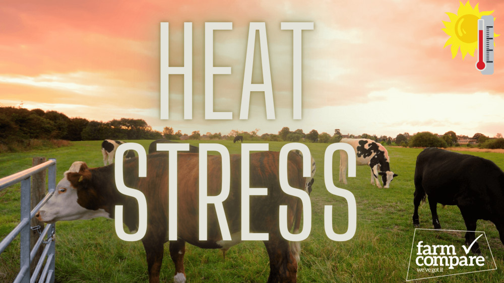 How to prevent heat stress in livestock | Farm Compare