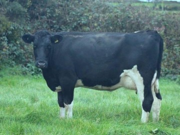 BullBank Goonhilly James