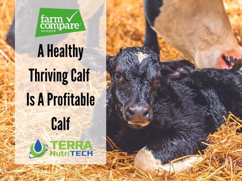 A healthy thriving calf is a profitable calf